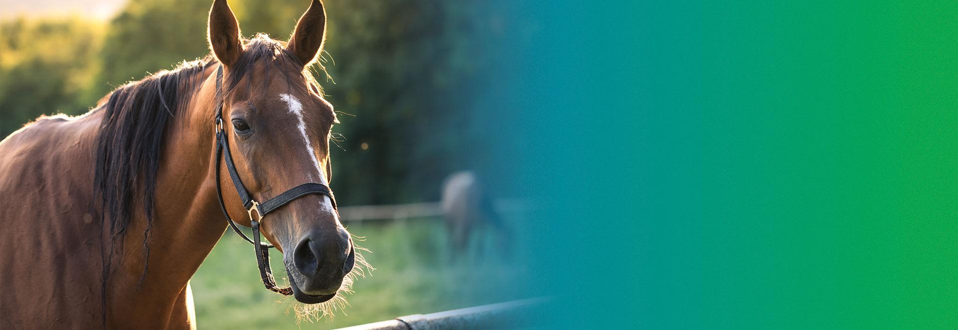 What is equine asthma