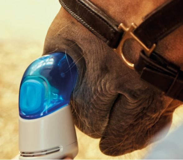 How do we treat Equine Asthma? 