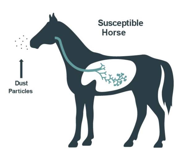 What causes asthma in horses? 